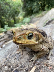 Rhinella diptycha