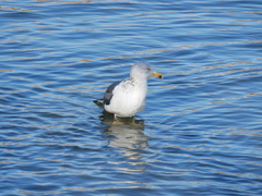 Larus fuscus