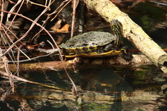 Trachemys venusta iversoni