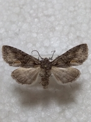 Dichonia convergens