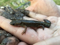 Cynops pyrrhogaster