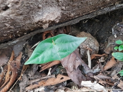 Passiflora megacoriacea image