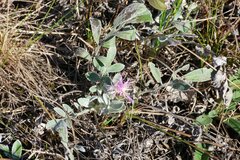 Psephellus marschallianus