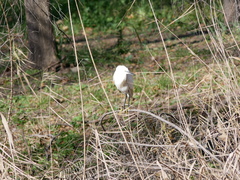 Egretta garzetta