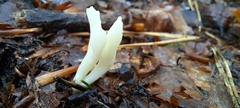 Clavulina rugosa