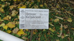 Cercis chinensis