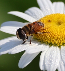 Eristalina