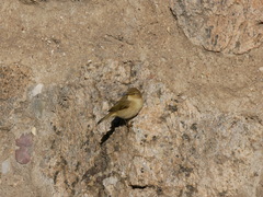 Phylloscopus collybita