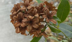 Cordia alliodora
