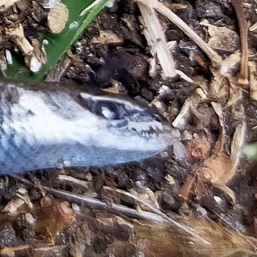 Juniper Skink, Ablepharus kitaibelii