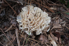 Sparassis spathulata