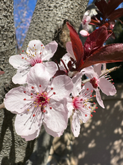Prunus