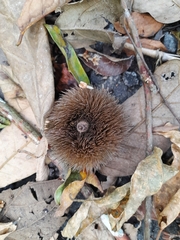 Apeiba tibourbou