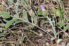 Psephellus marschallianus