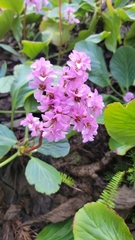 Bergenia