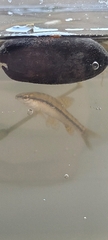 Characidium