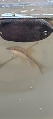 Characidium