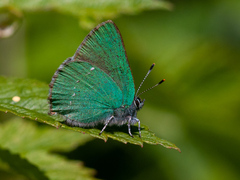 Callophrys chalybeitincta