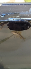 Characidium