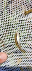 Characidium