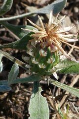 Psephellus marschallianus