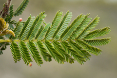Vachellia macracantha