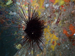 Centrostephanus longispinus