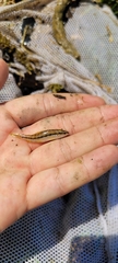 Characidium