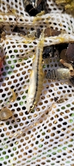 Characidium