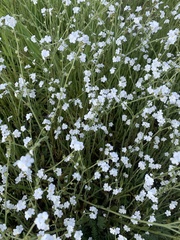 Plagiobothrys nothofulvus