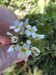 Tomostima platycarpa