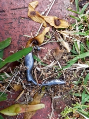 Ablepharus kitaibelii