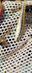 Characidium