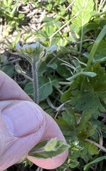Tomostima platycarpa