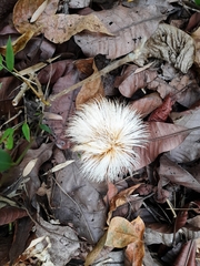 Pseudobombax septenatum