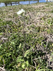 Tomostima platycarpa