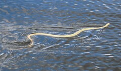 Coluber constrictor flaviventris