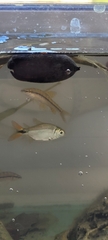 Characiformes