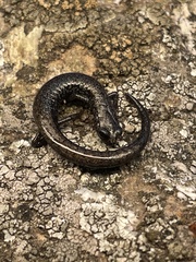 Batrachoseps gabrieli