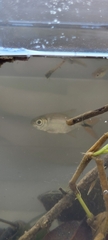 Characiformes