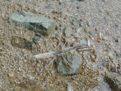 Phasmomantis sumichrasti