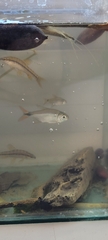 Characiformes