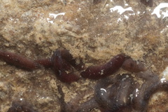 Girardia