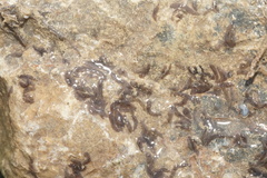 Girardia