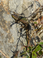 Podarcis melisellensis