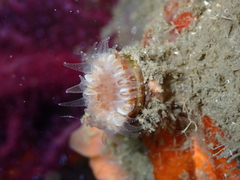 Caryophyllia smithii