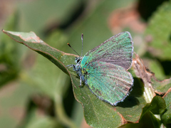 Callophrys danchenkoi
