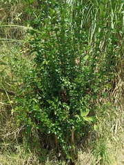 Myrtus communis