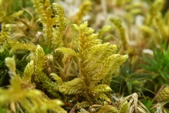 Hypnum cupressiforme lacunosum