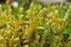 Hypnum cupressiforme lacunosum